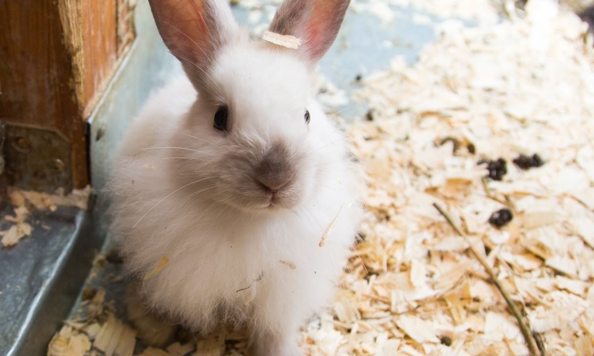 Close-up of a pet rabbit during respiratory health monitoring