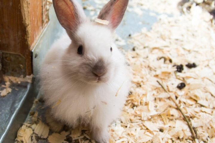 Close-up of a pet rabbit during respiratory health monitoring