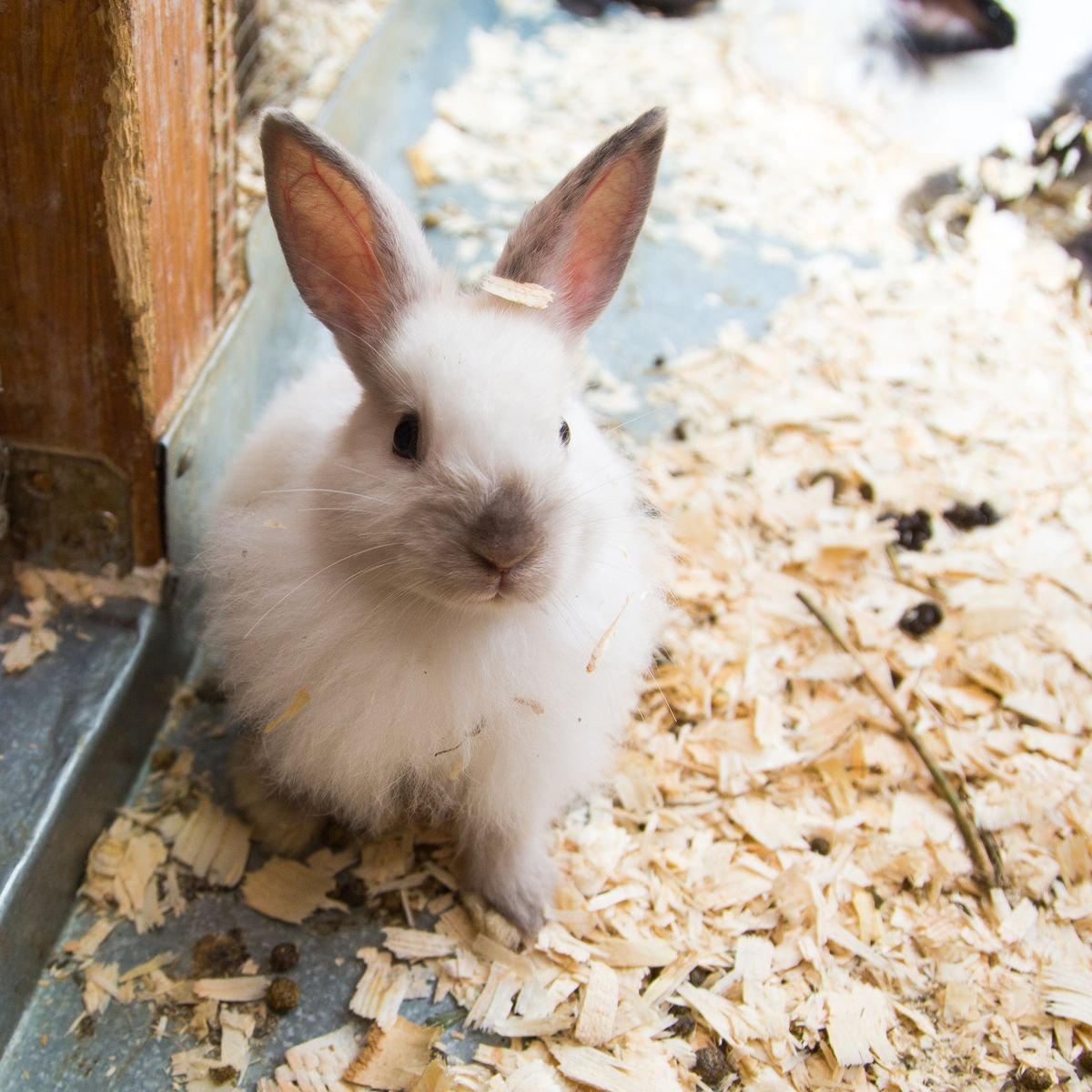 Close-up of a pet rabbit during respiratory health monitoring