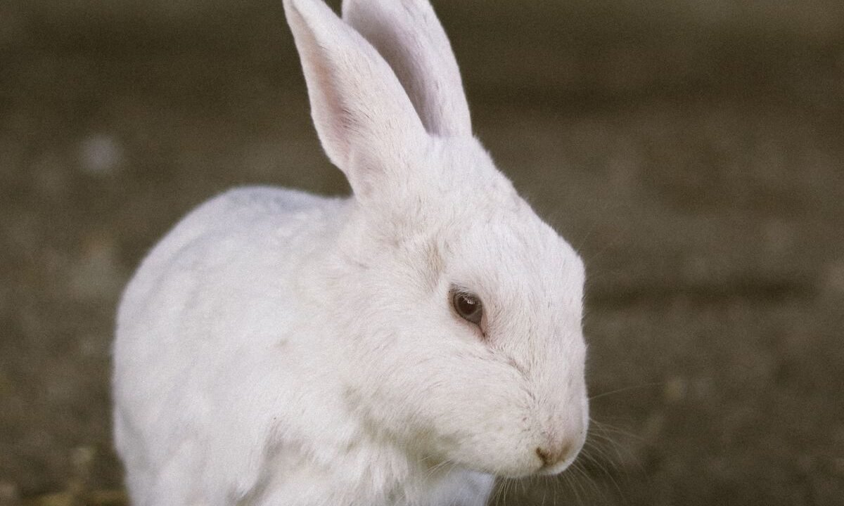 White rabbit resting in a clean indoor enclosure with a comfortable floor surface