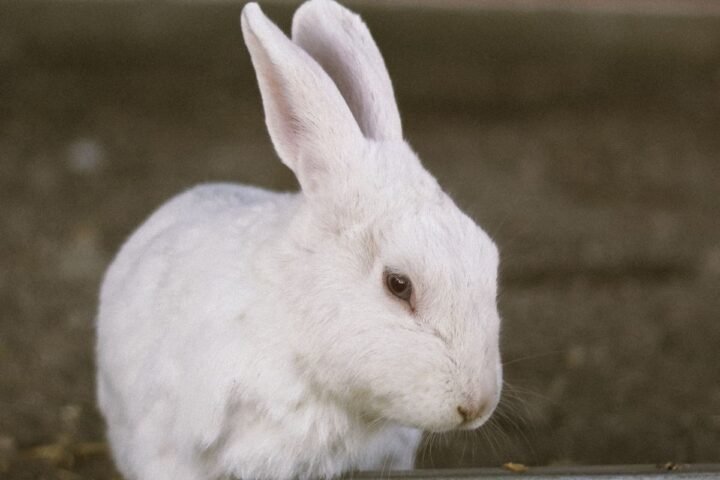 White rabbit resting in a clean indoor enclosure with a comfortable floor surface