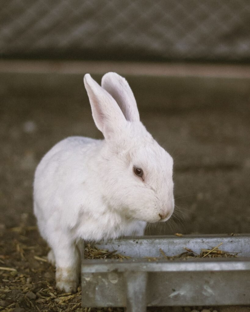 White rabbit resting in a clean indoor enclosure with a comfortable floor surface