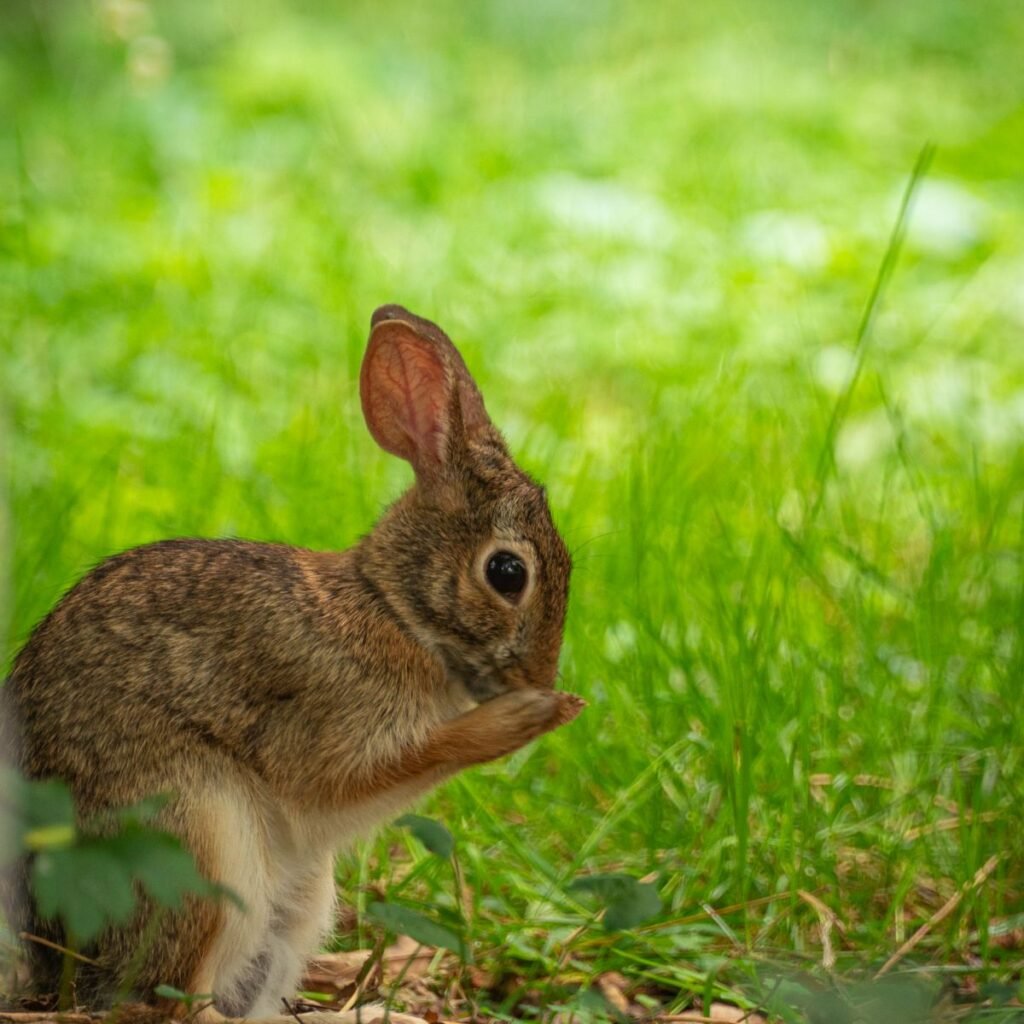 Rabbit grooming its fur and body while sitting on grass