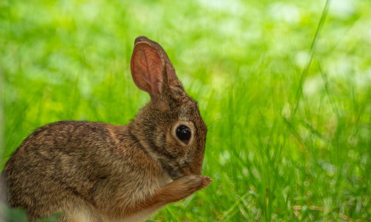 Rabbit grooming its fur and body while sitting on grass