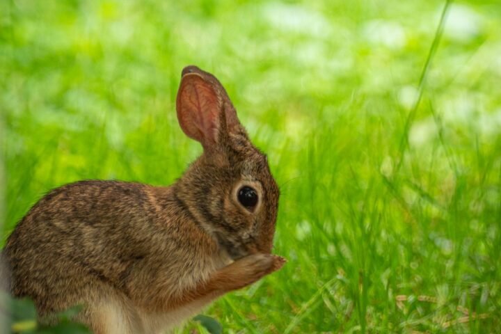 Rabbit grooming its fur and body while sitting on grass