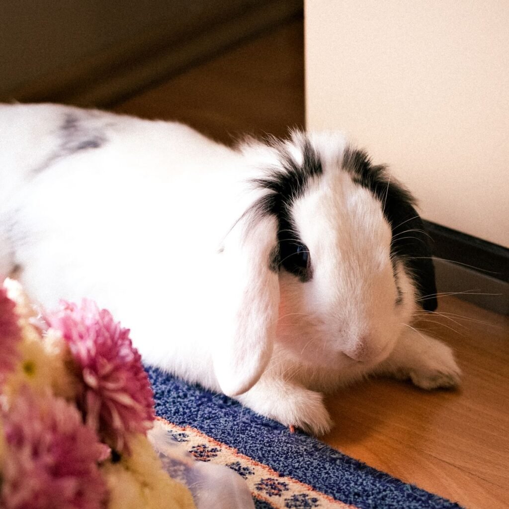 White and black rabbit resting indoors while urinary health is monitored