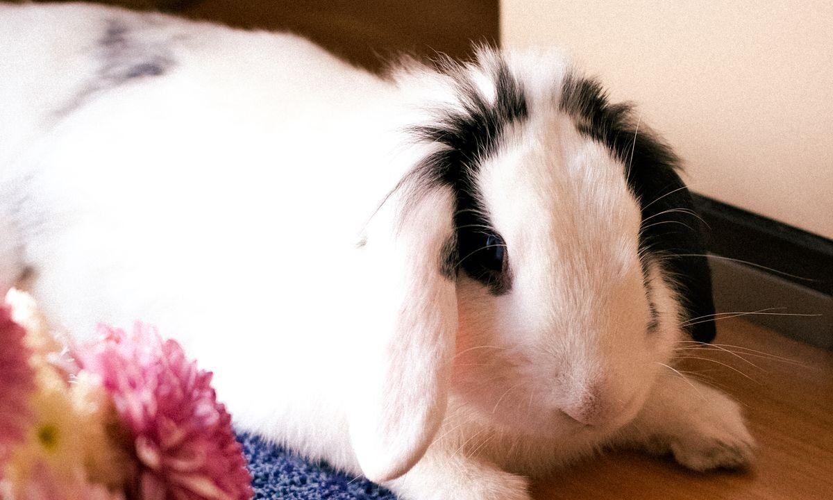 White and black rabbit resting indoors while urinary health is monitored