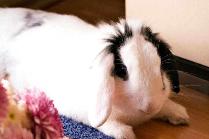 White and black rabbit resting indoors while urinary health is monitored