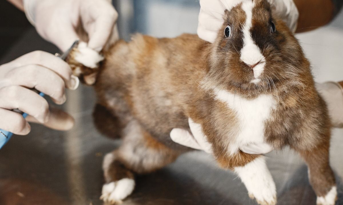 Veterinarian examining a rabbit during a clinical check-up