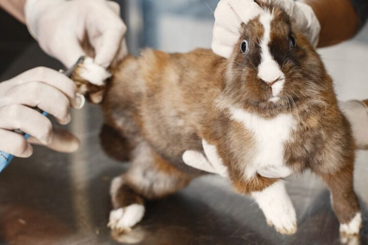 Veterinarian examining a rabbit during a clinical check-up