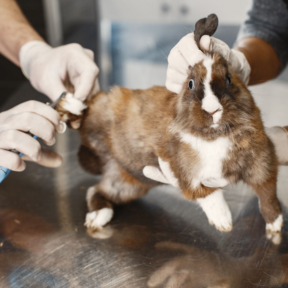 Veterinarian examining a rabbit during a clinical check-up