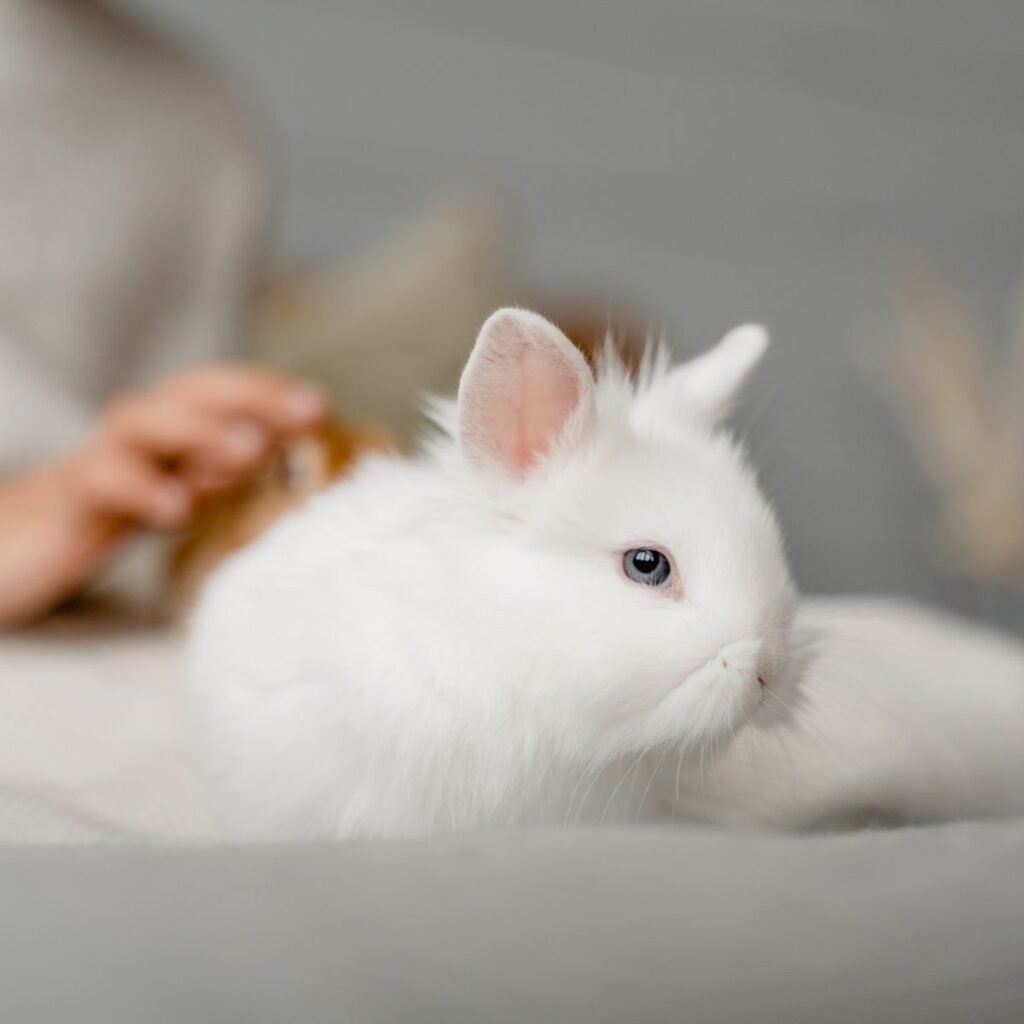 White rabbit resting in a warm indoor setting during cold weather