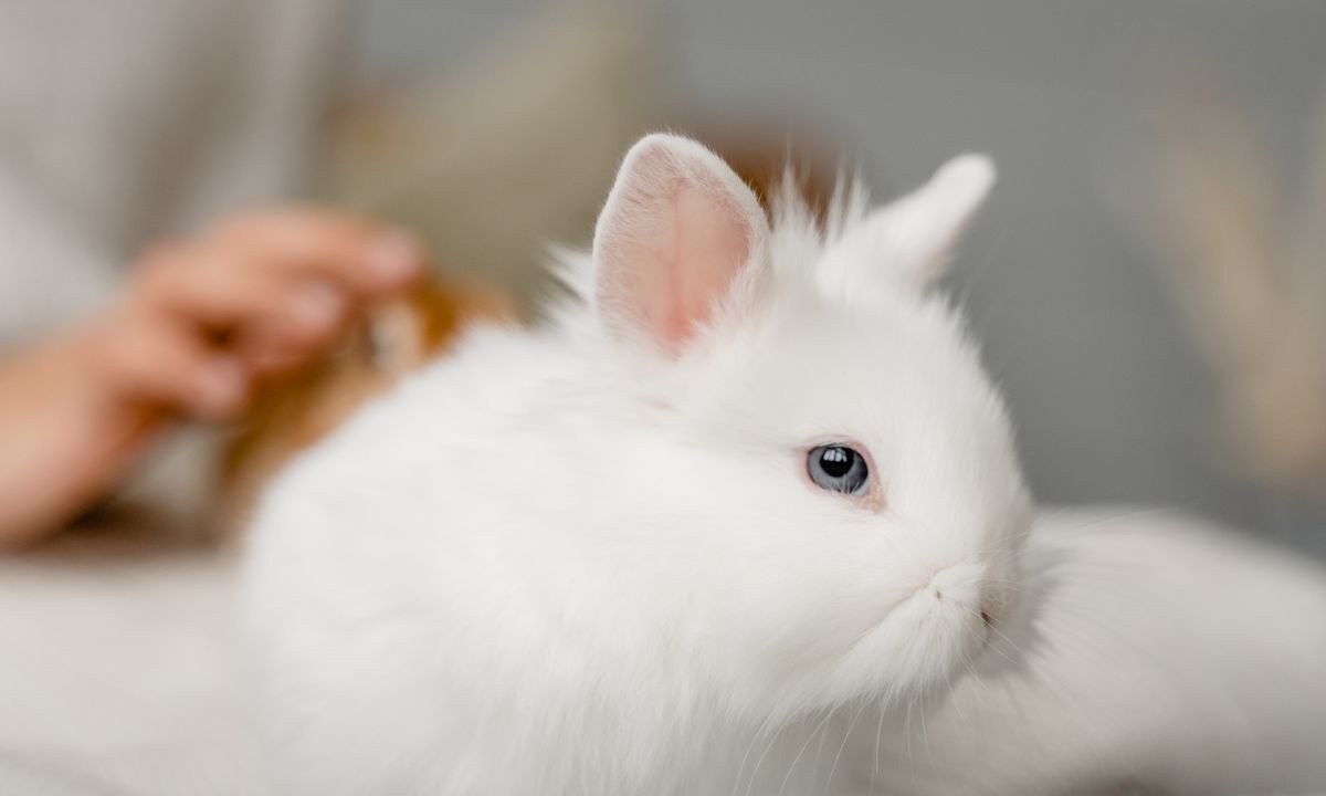 White rabbit resting in a warm indoor setting during cold weather