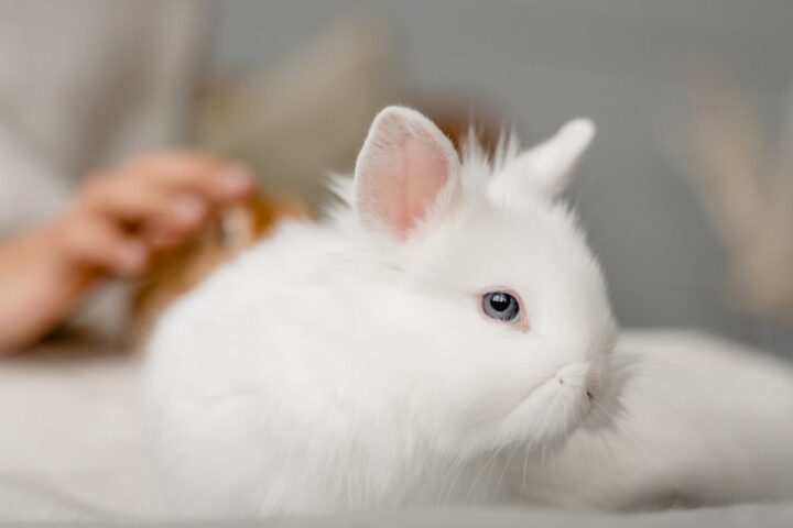 White rabbit resting in a warm indoor setting during cold weather
