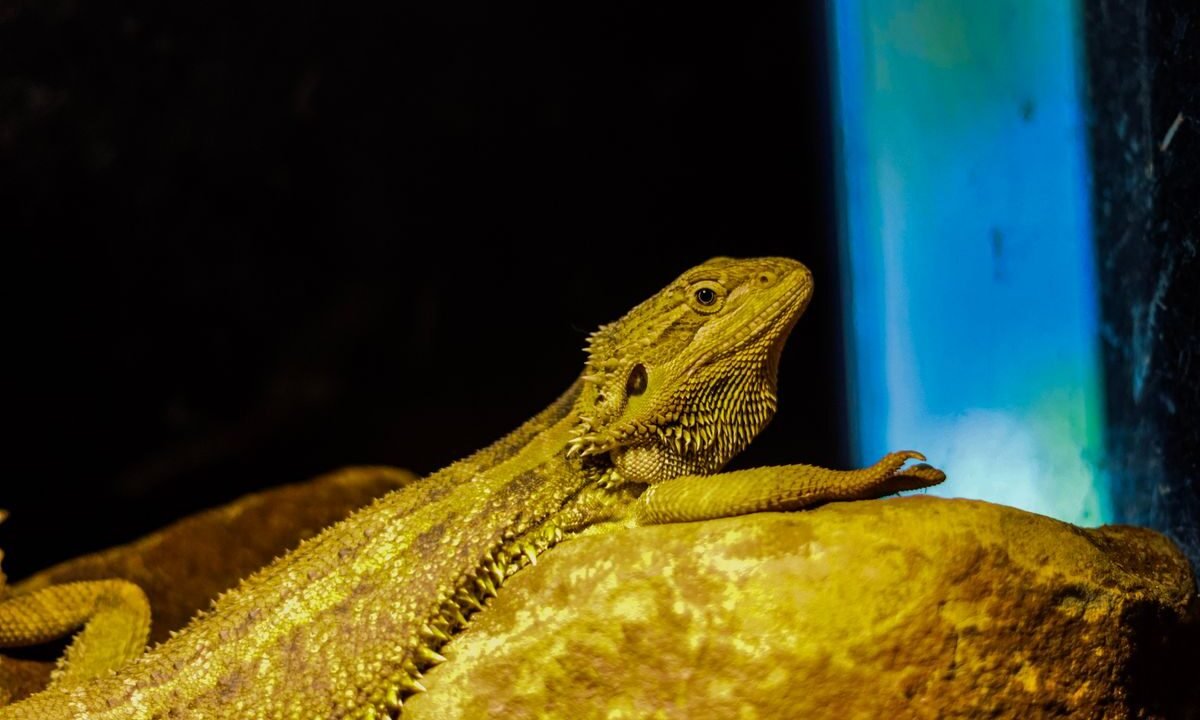 Bearded dragon basking under a controlled heat lamp inside a terrarium