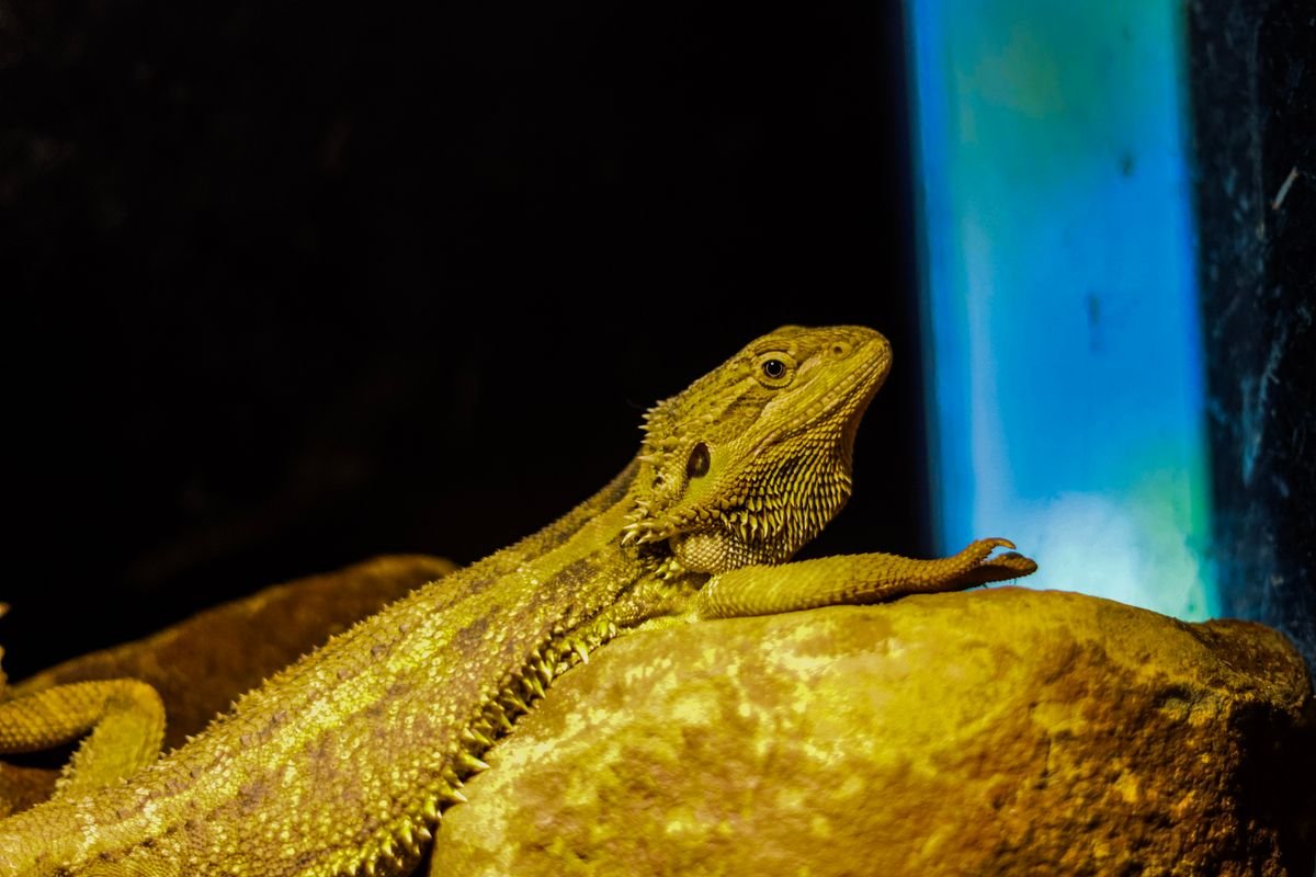 Bearded dragon basking under a controlled heat lamp inside a terrarium