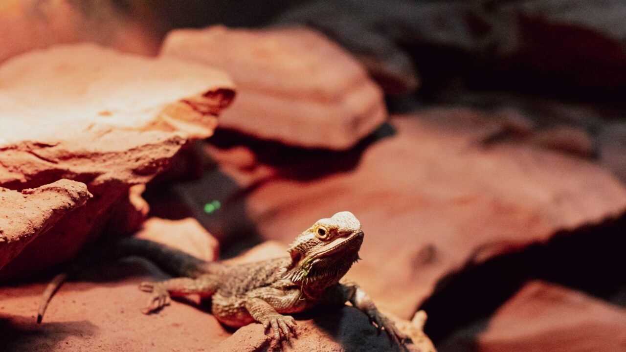 Bearded dragon basking in a heated terrarium with a temperature gradient
