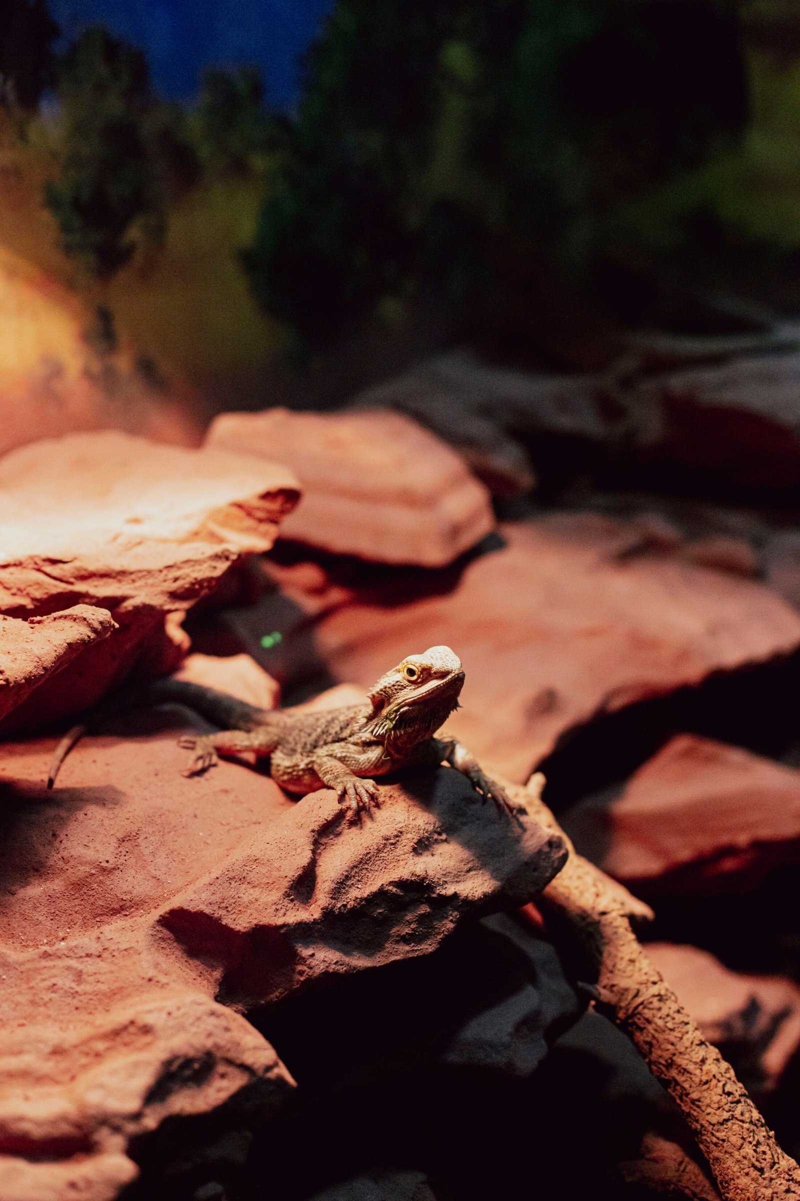 Bearded dragon basking in a heated terrarium with a temperature gradient