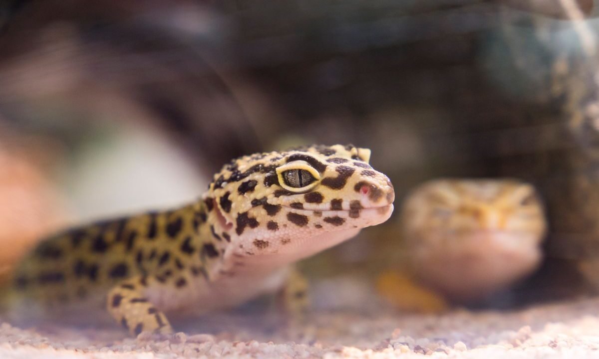 Leopard gecko inside a terrarium where humidity and ventilation are monitored