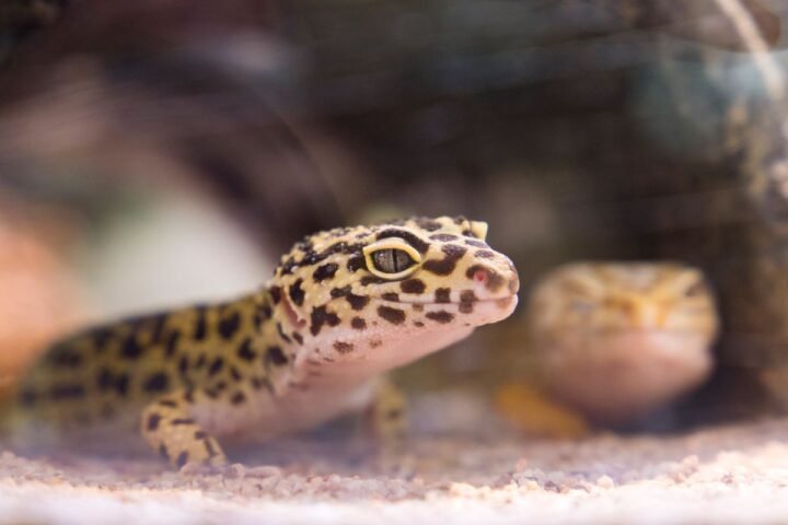 Leopard gecko inside a terrarium where humidity and ventilation are monitored