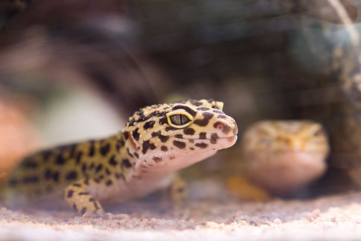 Leopard gecko inside a terrarium where humidity and ventilation are monitored
