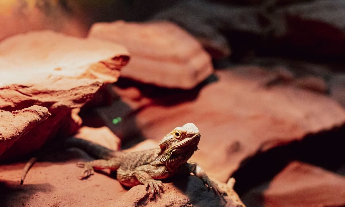 Bearded dragon basking on rocks inside a properly arranged reptile terrarium