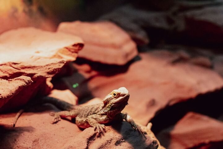 Bearded dragon basking on rocks inside a properly arranged reptile terrarium