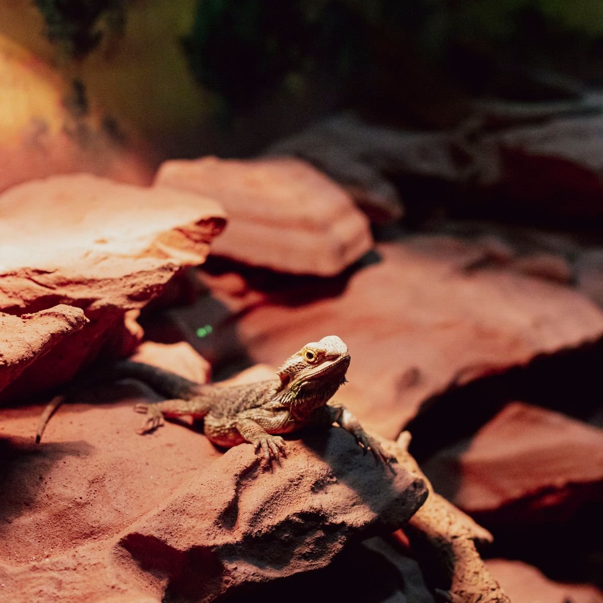 Bearded dragon basking on rocks inside a properly arranged reptile terrarium