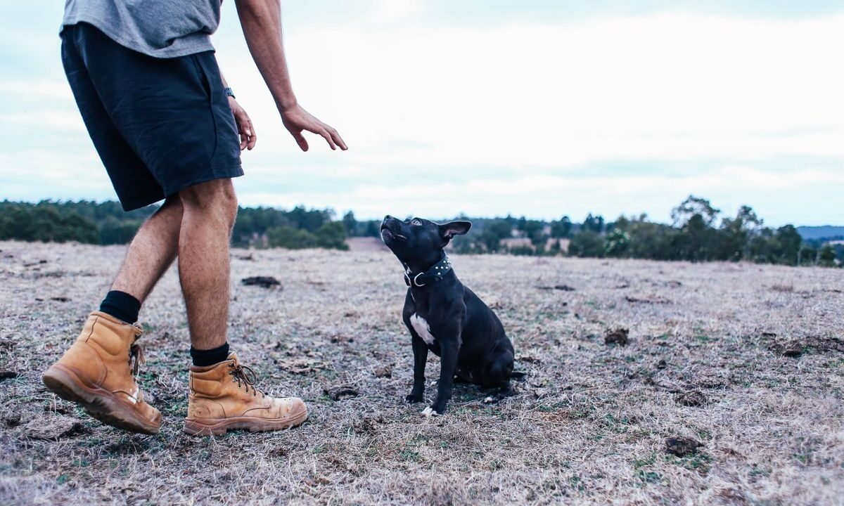 Person calmly training a dog outdoors to build trust and confidence