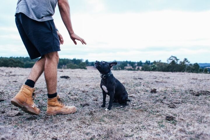 Person calmly training a dog outdoors to build trust and confidence