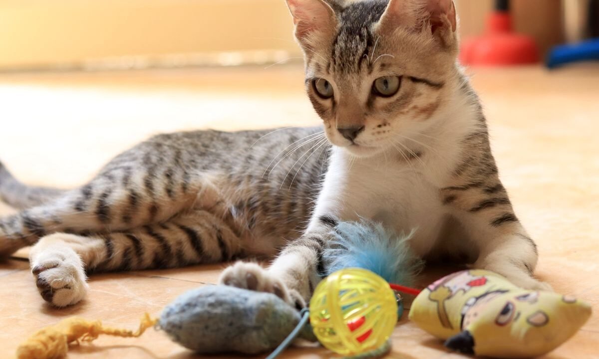 Indoor cat resting beside several toys ready for rotation