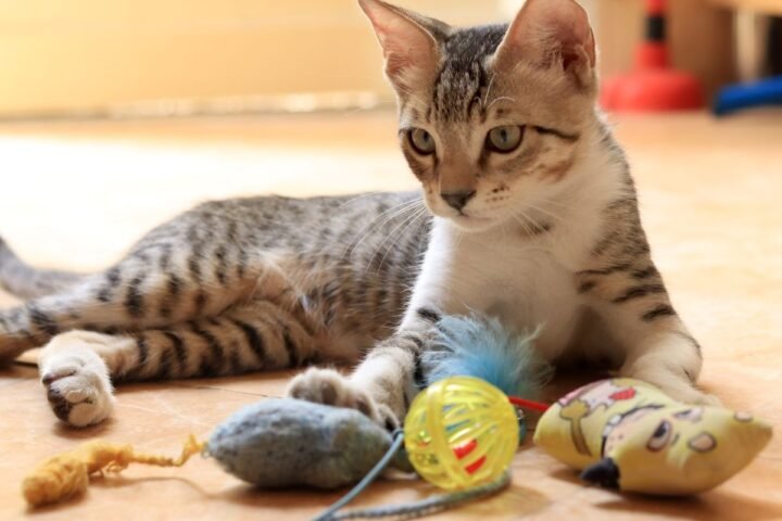 Indoor cat resting beside several toys ready for rotation