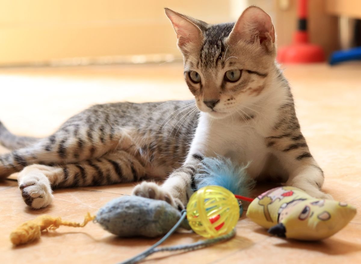 Indoor cat resting beside several toys ready for rotation