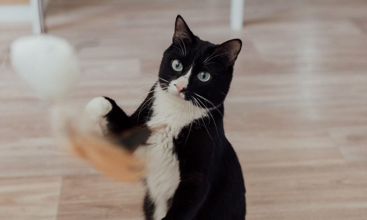 Young kitten safely playing with a toy on an indoor floor