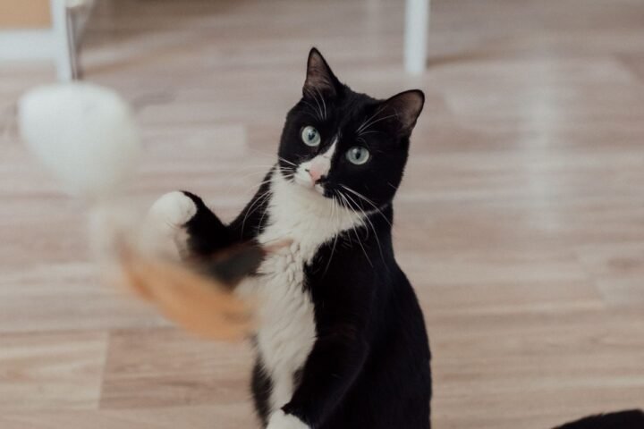 Young kitten safely playing with a toy on an indoor floor