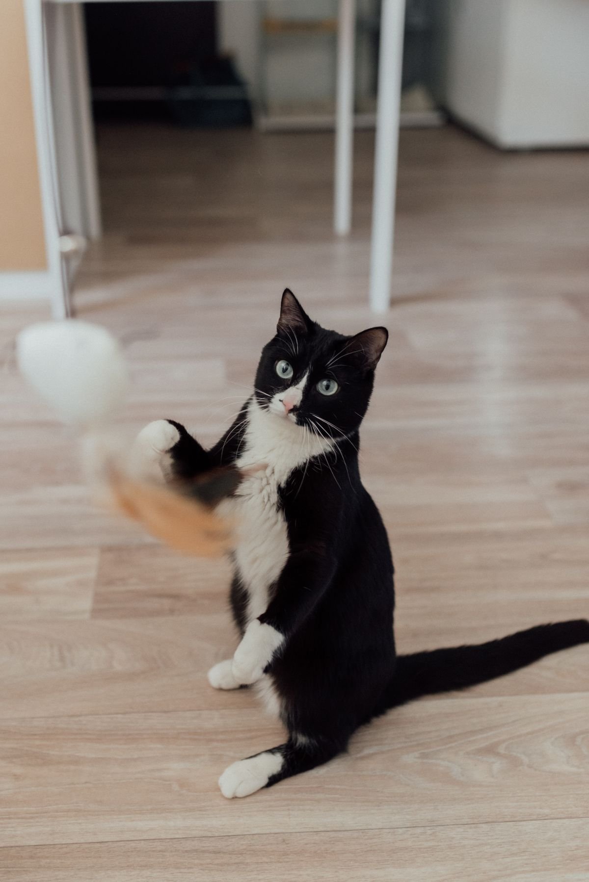 Young kitten safely playing with a toy on an indoor floor