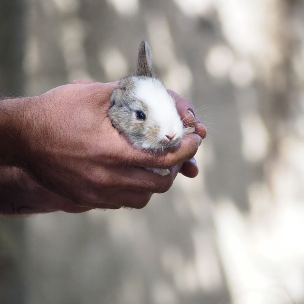 Person gently holding a rabbit with its body and hindquarters supported