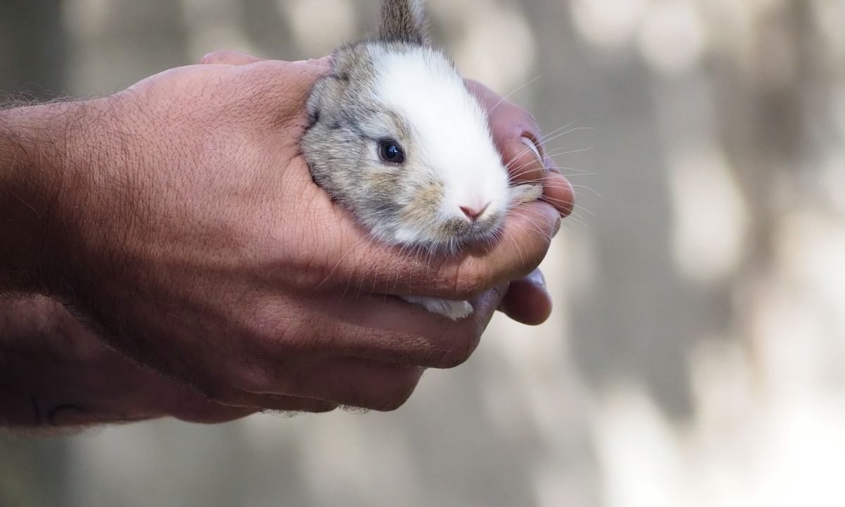 Person gently holding a rabbit with its body and hindquarters supported