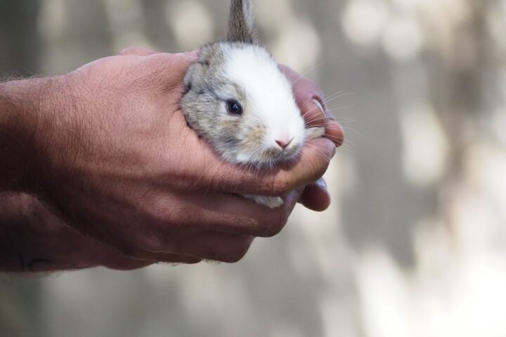 Person gently holding a rabbit with its body and hindquarters supported