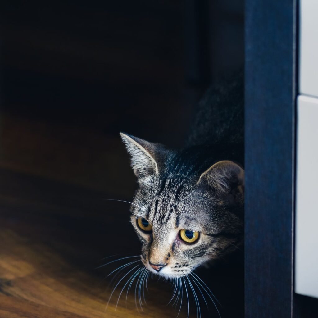 Nervous tabby cat peeking from behind furniture in a quiet indoor space