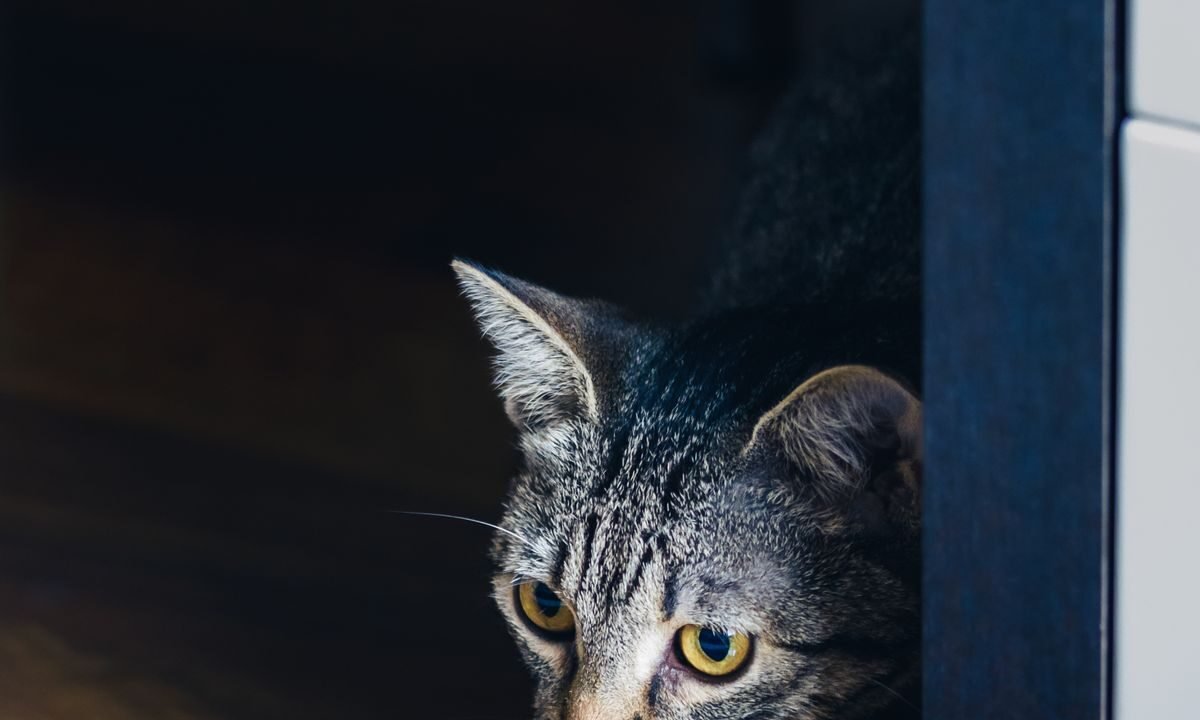 Nervous tabby cat peeking from behind furniture in a quiet indoor space