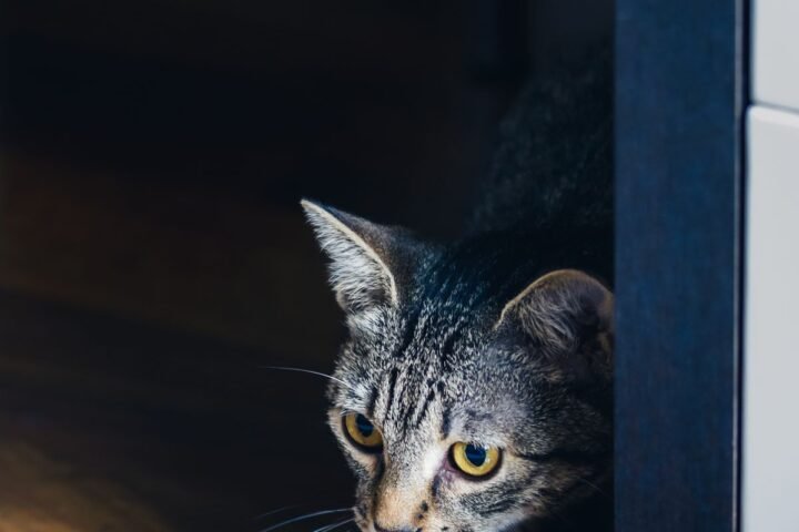 Nervous tabby cat peeking from behind furniture in a quiet indoor space