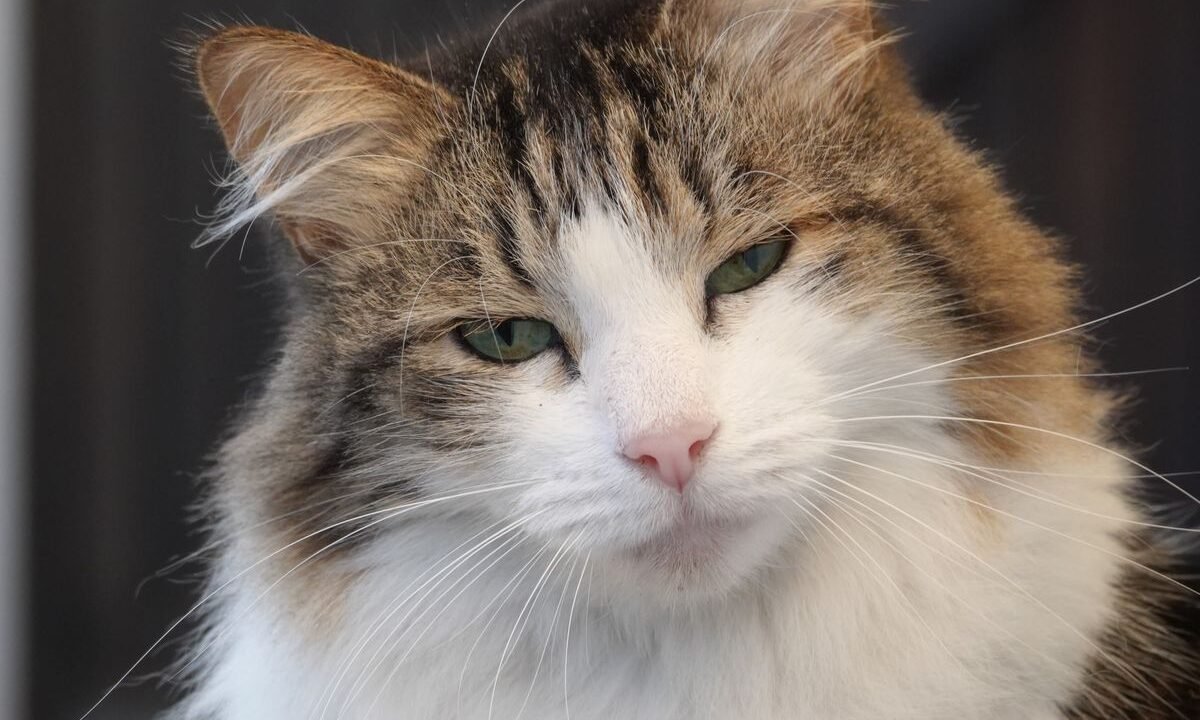 Fluffy long-haired adult cat with a thick coat that needs regular grooming