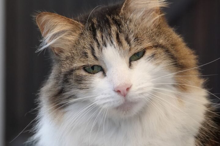Fluffy long-haired adult cat with a thick coat that needs regular grooming