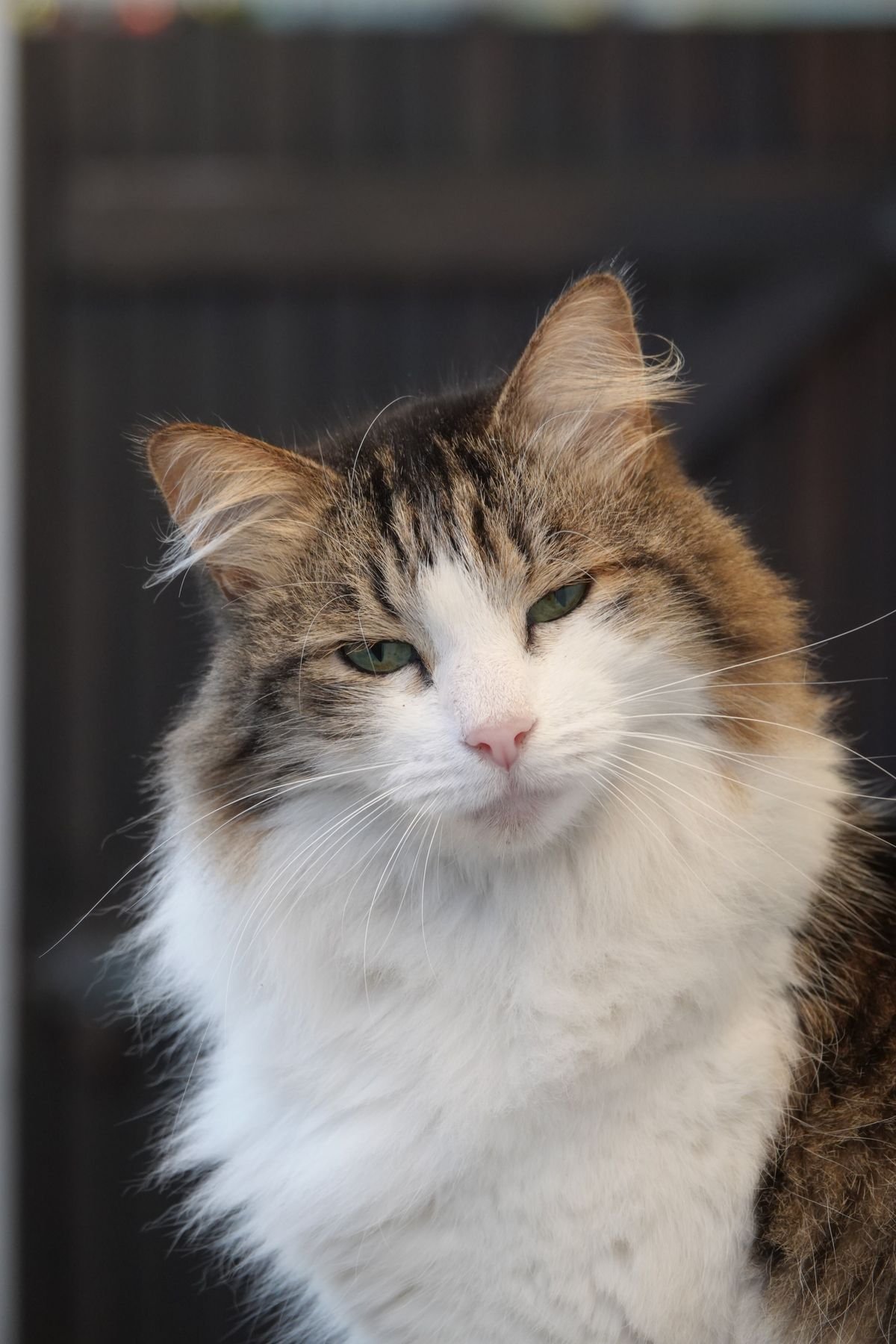 Fluffy long-haired adult cat with a thick coat that needs regular grooming