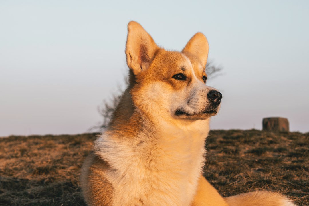 Shiba Inu sitting outdoors on grass