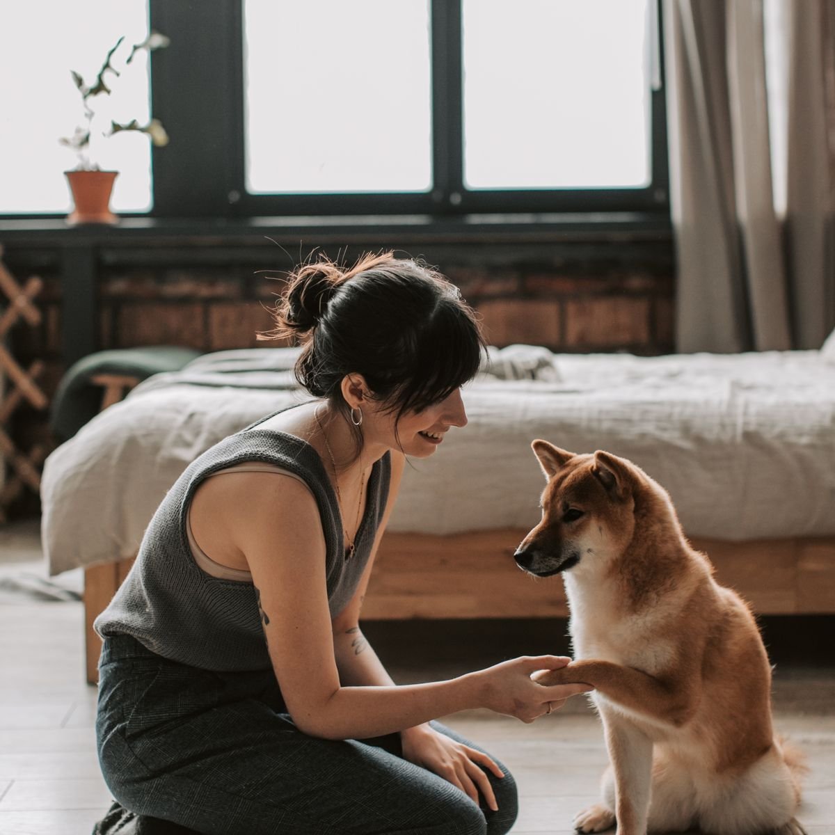 Shy dog interacting calmly with its owner during confidence-building training