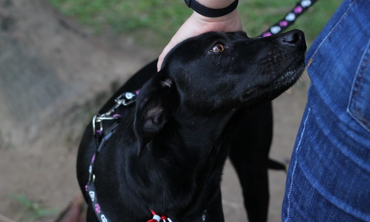 Black dog calmly accepting gentle contact from a person outdoors