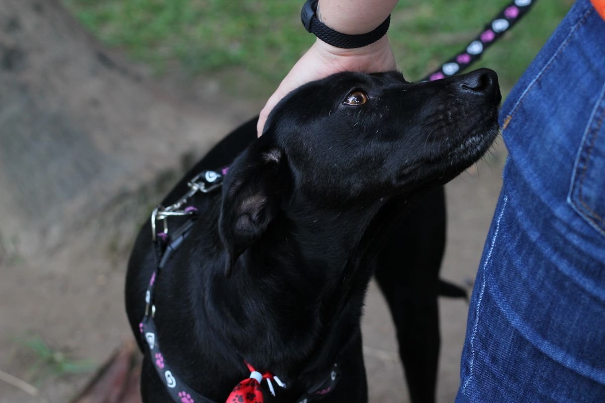 Black dog calmly accepting gentle contact from a person outdoors