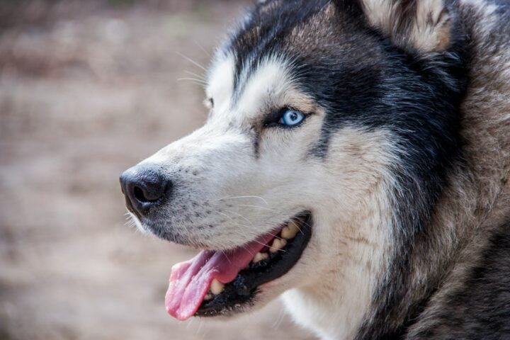 Black and white Siberian Husky outdoors